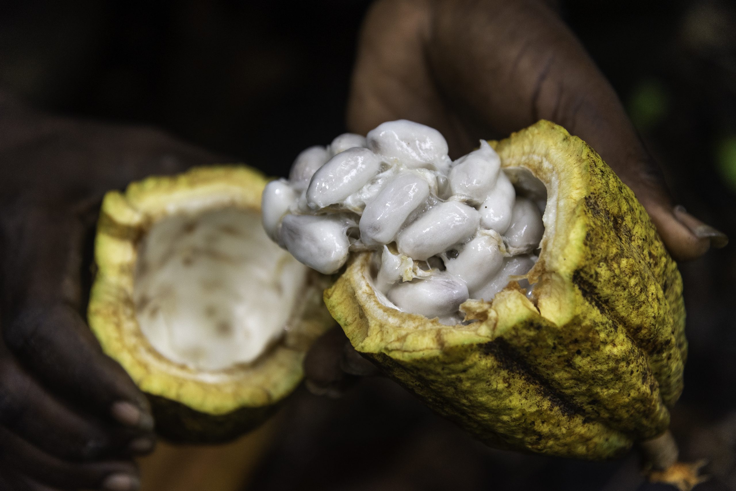 Feccano verleent prestige aan cacao uit Haïti
