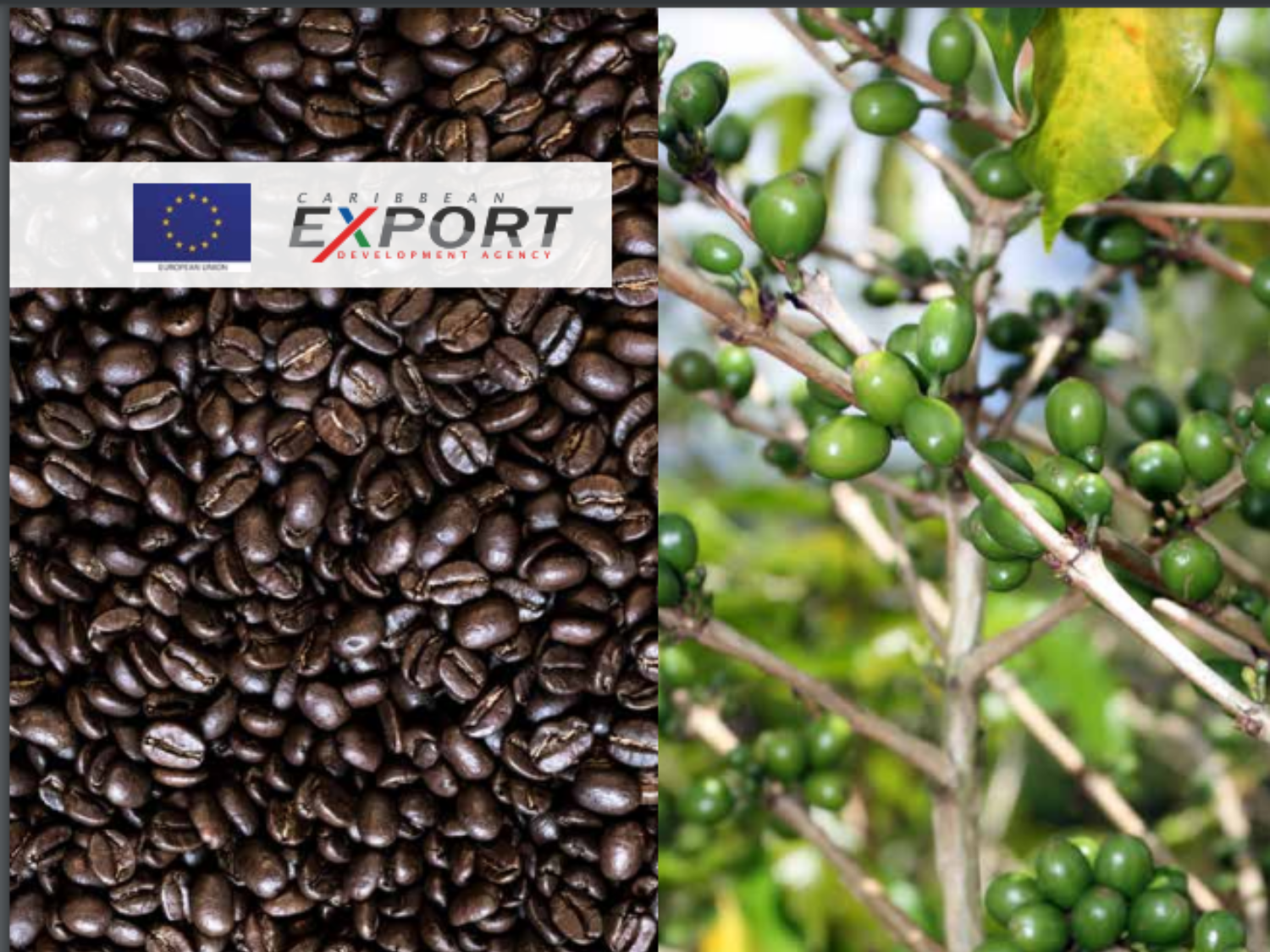 Jamaica Blue Mountain Coffee: Klaar om Europa’s favoriete koffie te worden