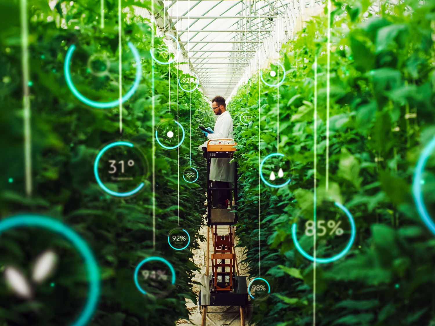 Semer des solutions : La voie des Caraïbes vers l’agriculture durable et la sécurité alimentaire